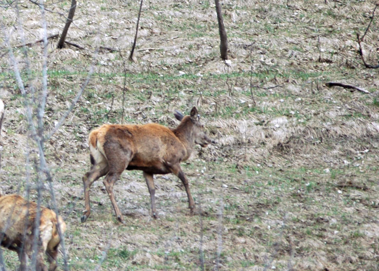 QUIZ:  INDOVINA L''UNGULATO!!! (per i non 